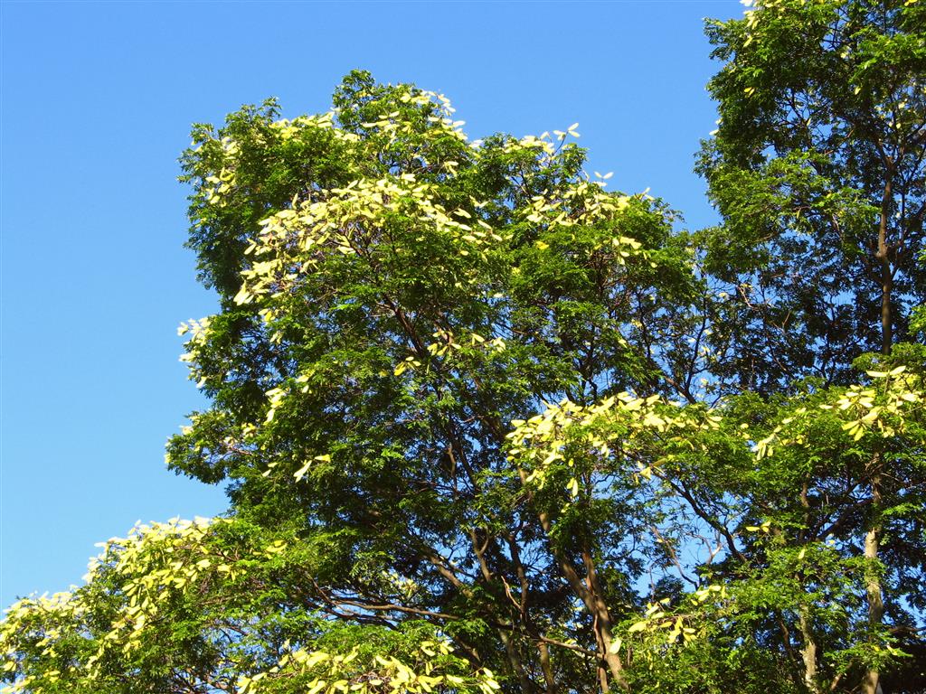 Caesalpinia pluviosa 