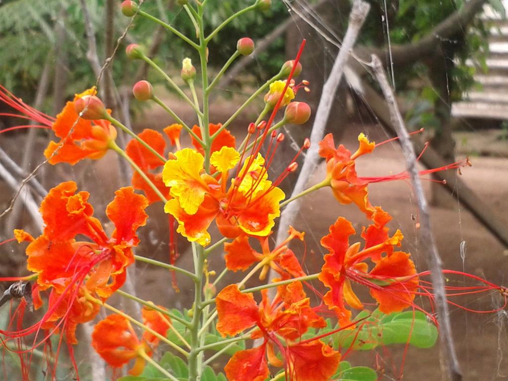 Caesalpinia pulcherrima