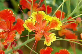 Caesalpinia pulcherrima