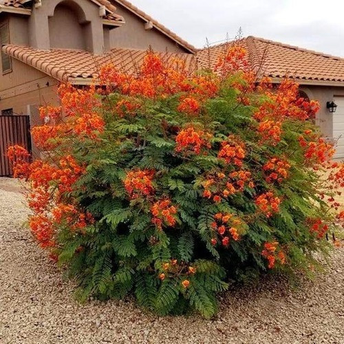 Caesalpinia pulcherrima1