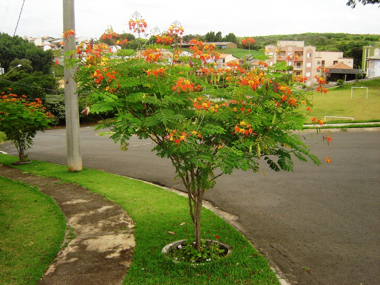 Caesalpinia pulcherrima