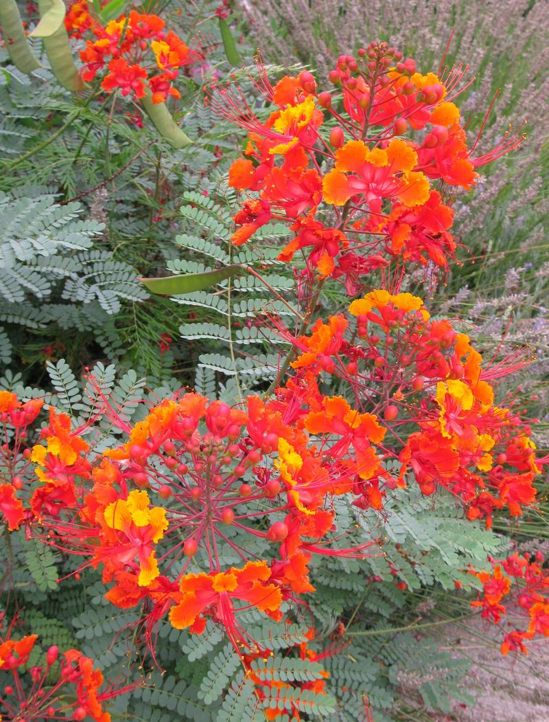 Caesalpinia pulcherrima44