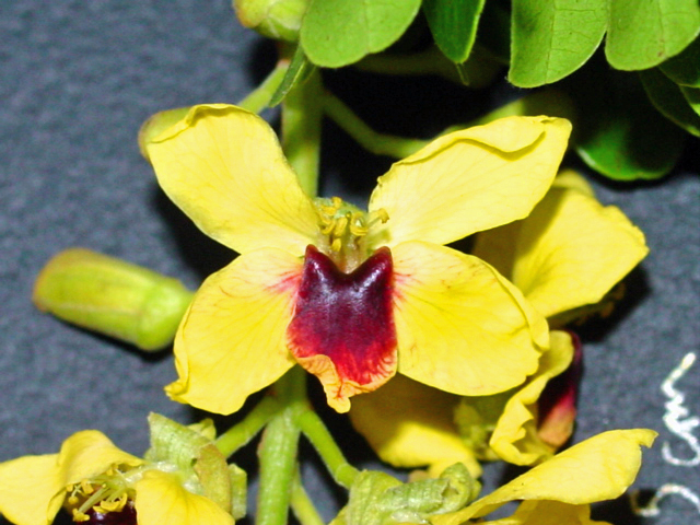 Caesalpinia_echinata-flor