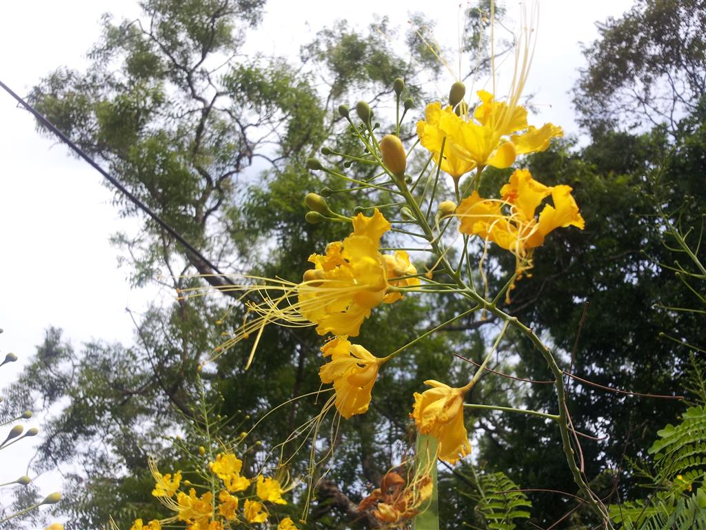 Caesalpinia_pulcherrima variedade amarela
