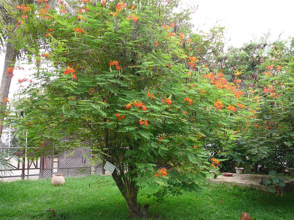 Caesalpinia_pulcherrima1 (Medium)