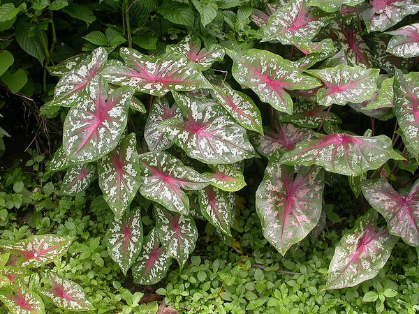 Caladium-x-hortulanum