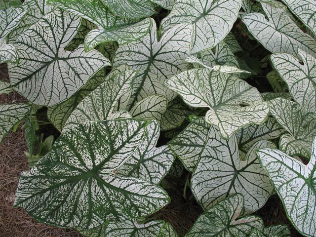 Caladium