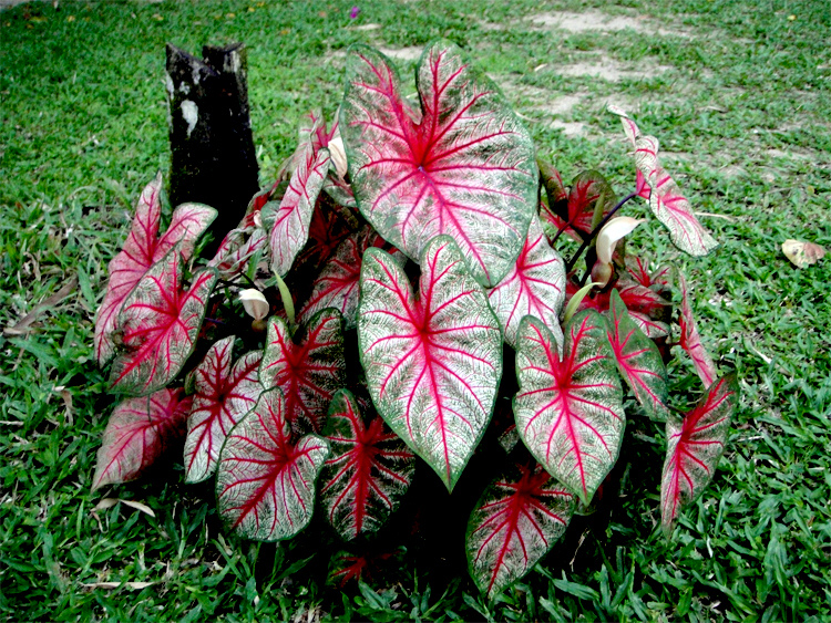 Caladium bicolor Schott