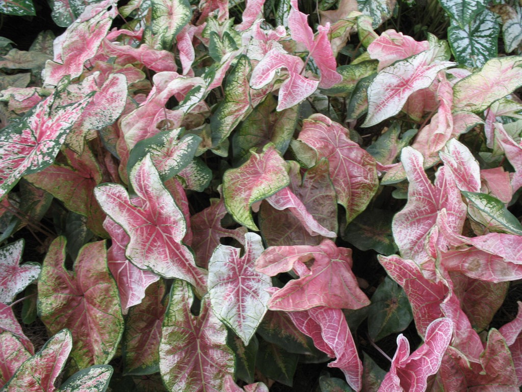 Caladium-bicolor