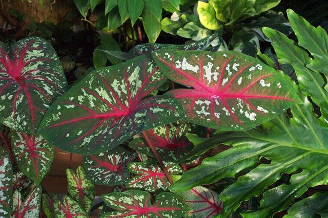 Caladium bicolor2 (Small)