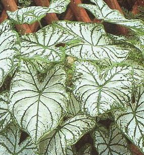 Caladium