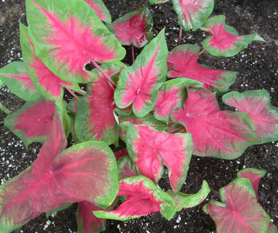 Caladium