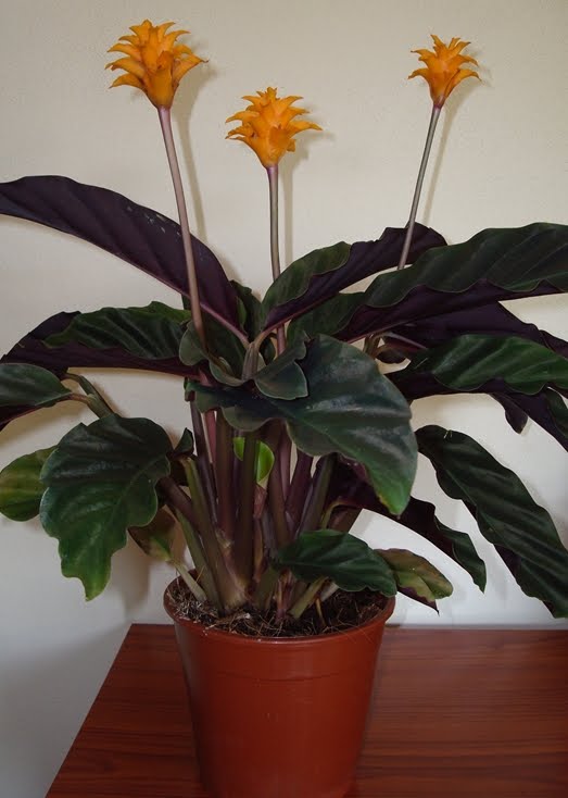 Calathea Crocata