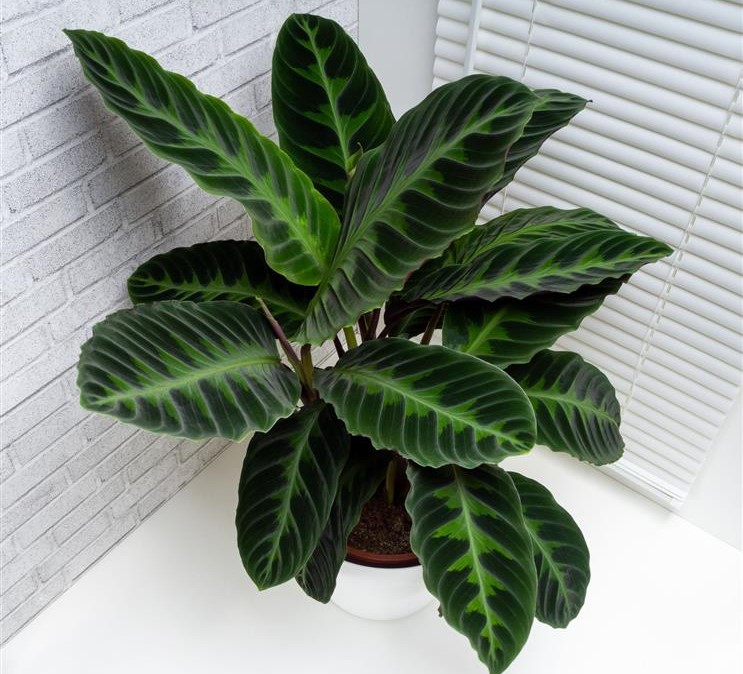 Calathea 