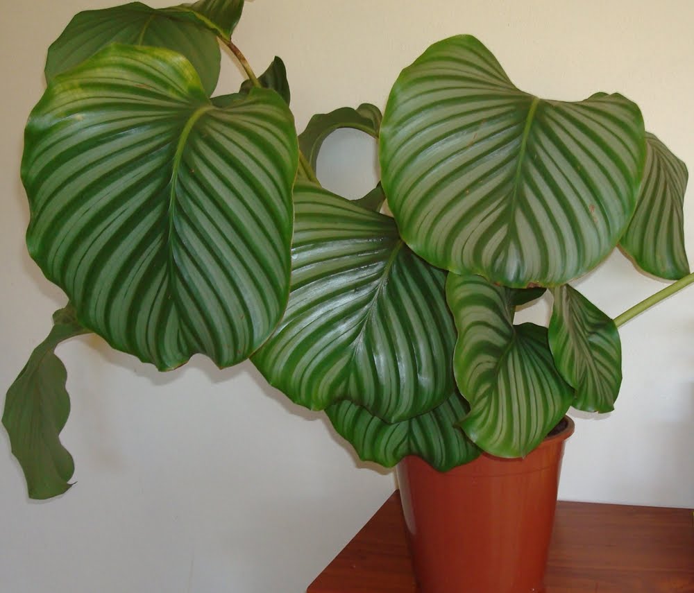 Calathea Orbifolia