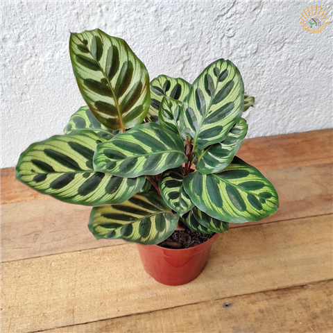 Calathea makoyana 