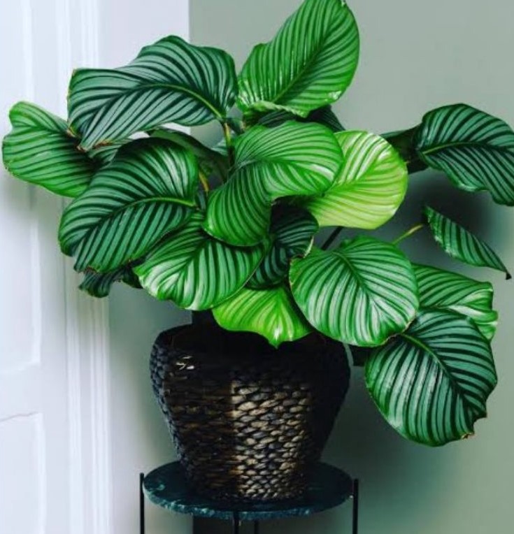 Calathea orbifolia
