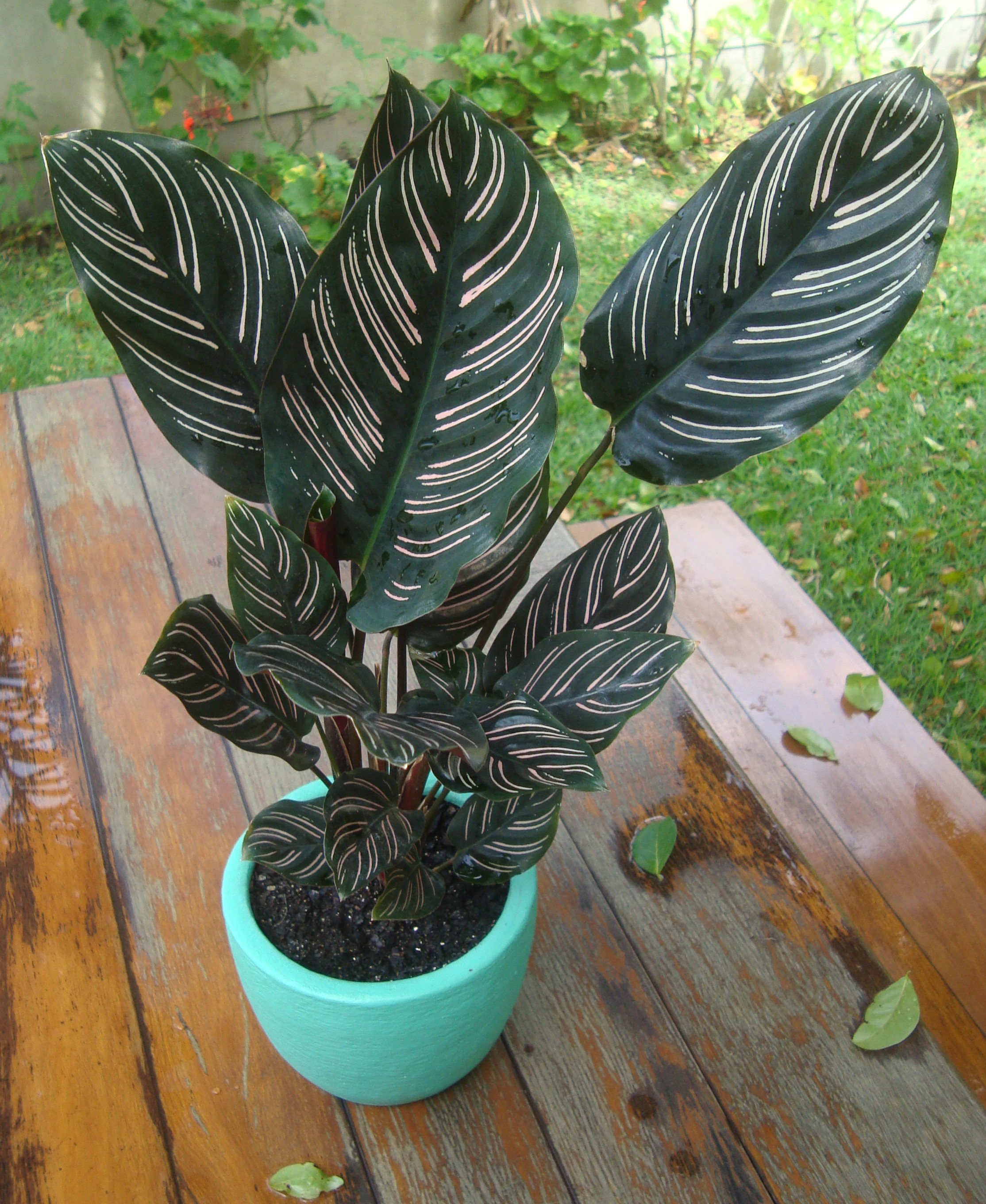 calathea