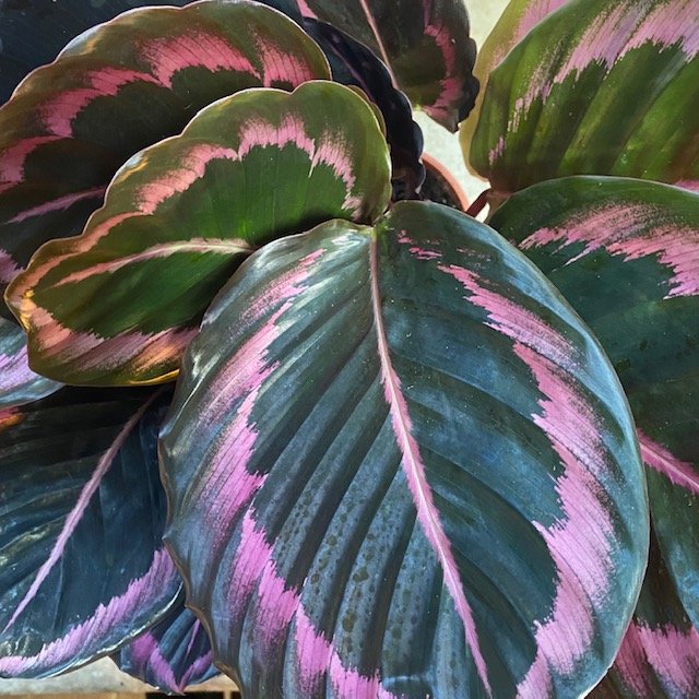 Calathea rosea-picta
