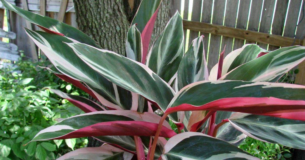 Calathea  Triostar