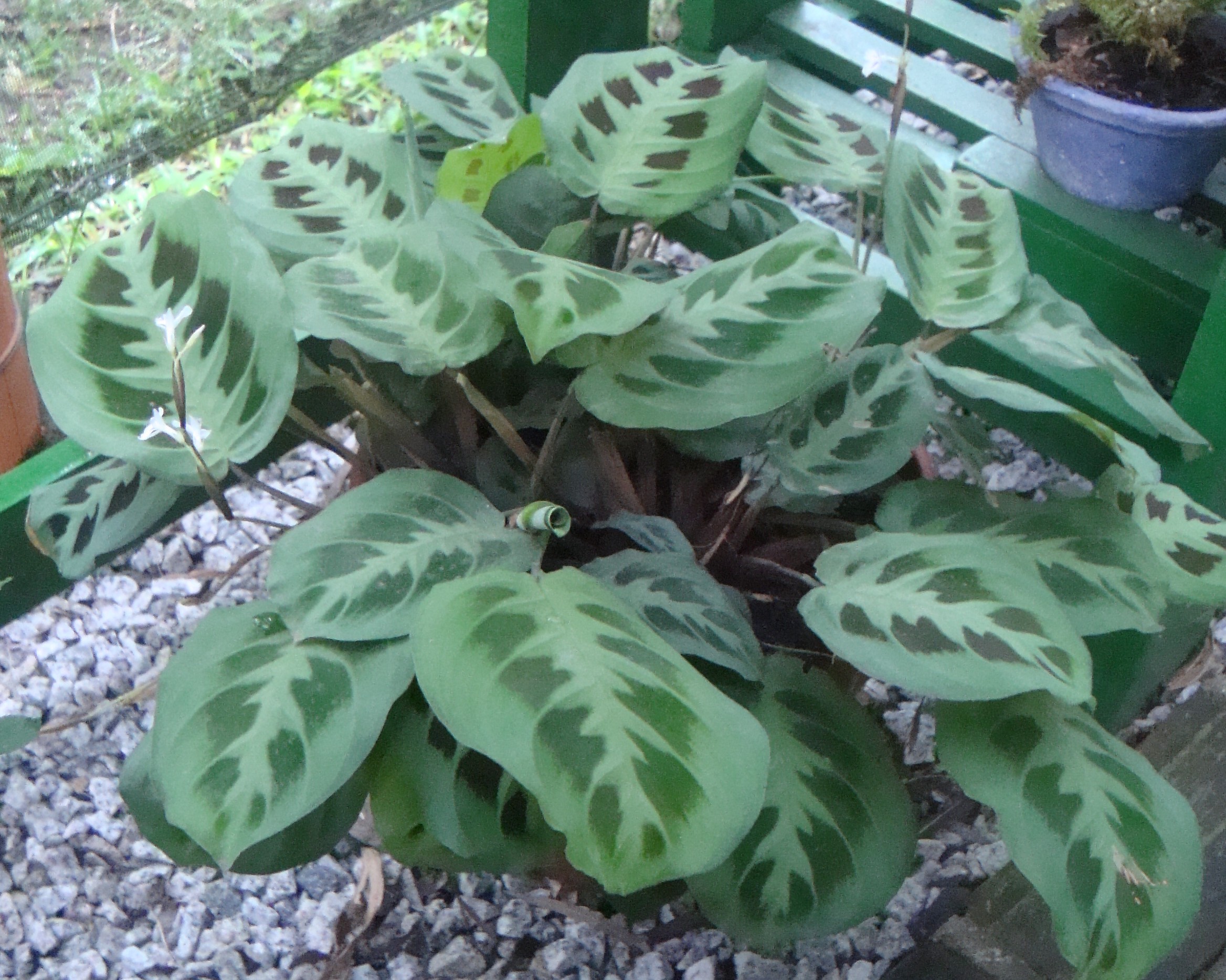 Calathea tigrina