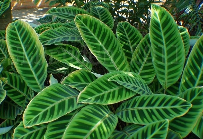 Calathea zebrine.