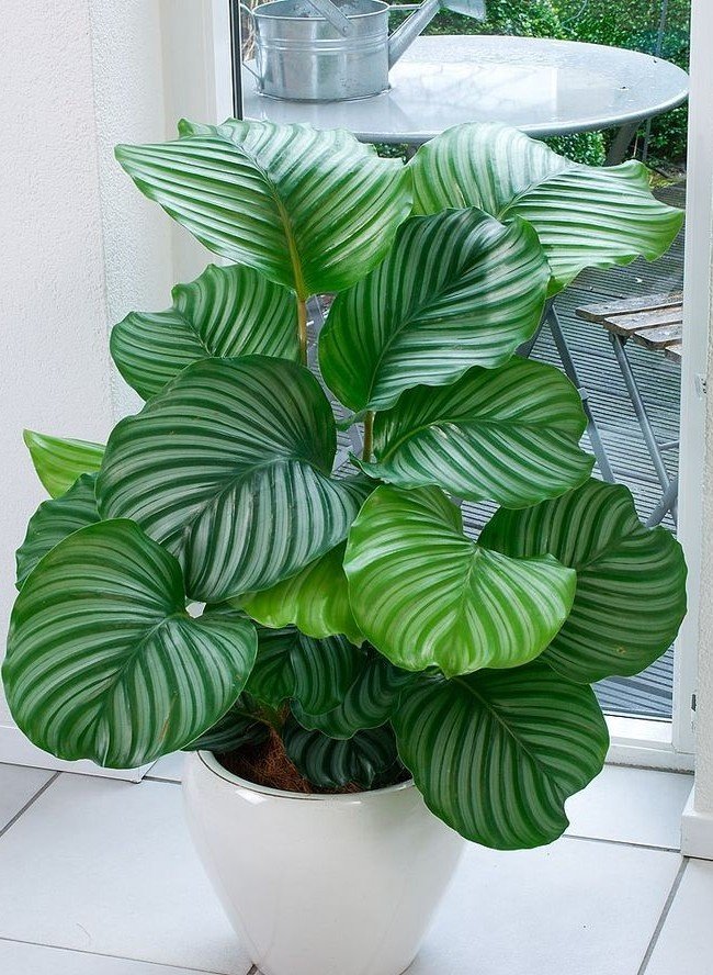 Calatheas