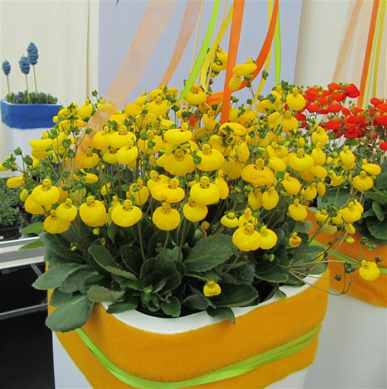 Calceolaria