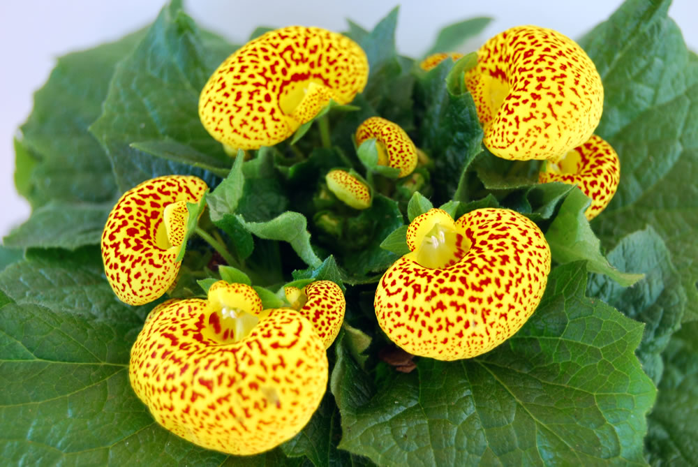 Calceolaria-herbeohybrida-2