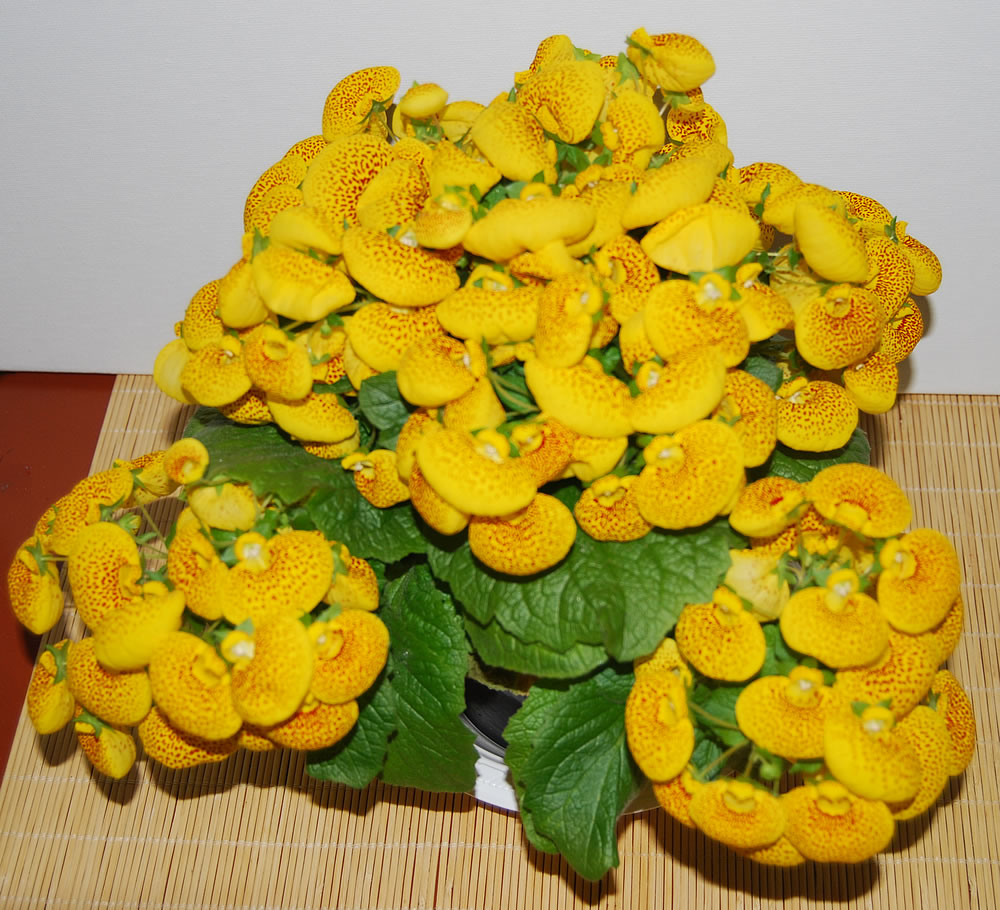 Calceolaria-herbeohybrida-4