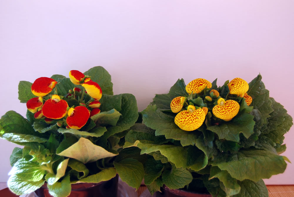 Calceolaria-herbeohybrida