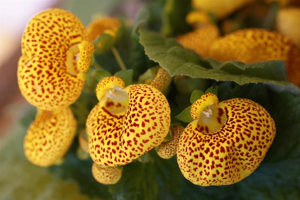 Calceolaria-herbácea 