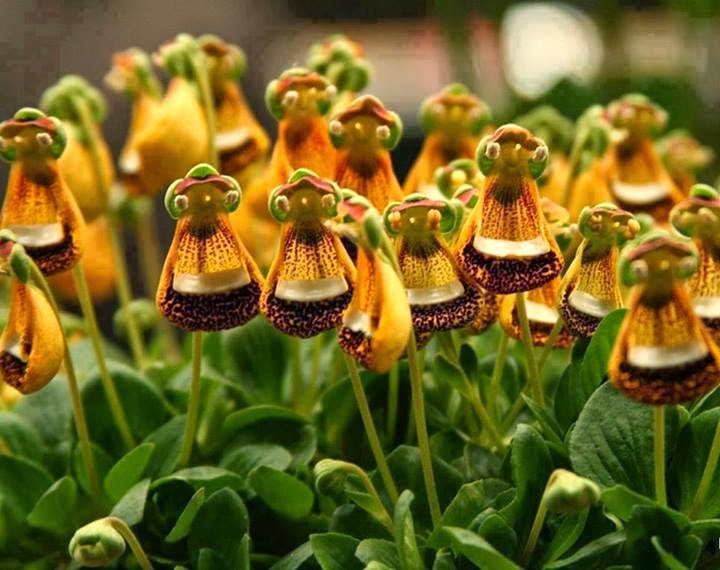 Calceolaria uniflora