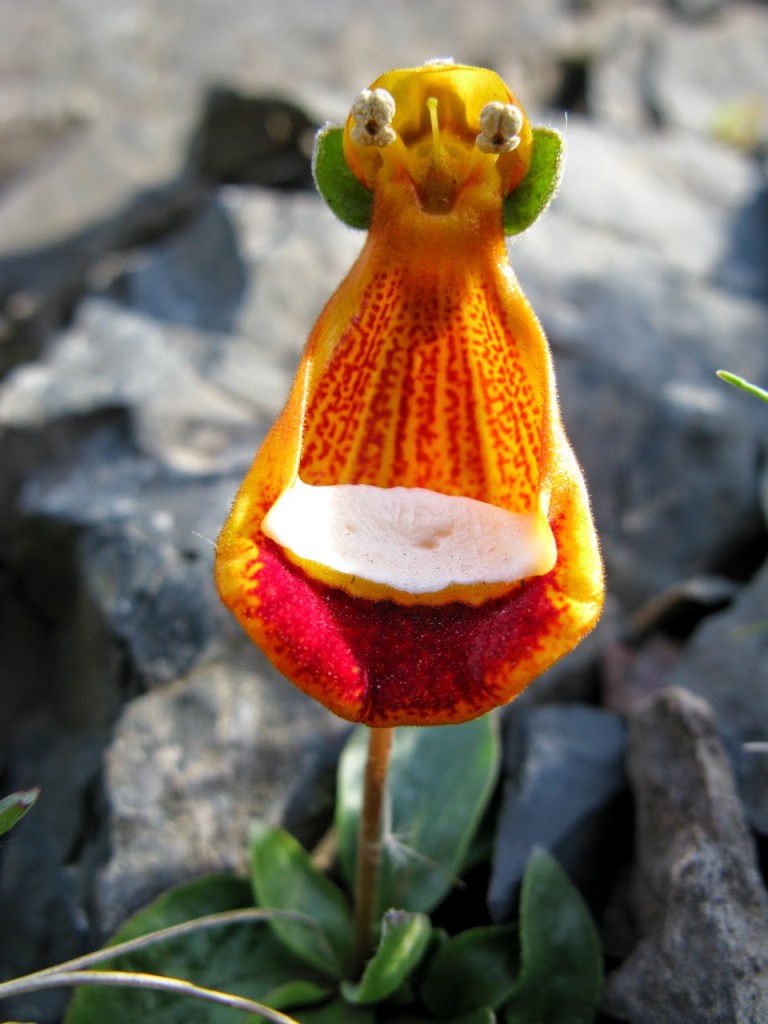 Calceolaria unifloraa