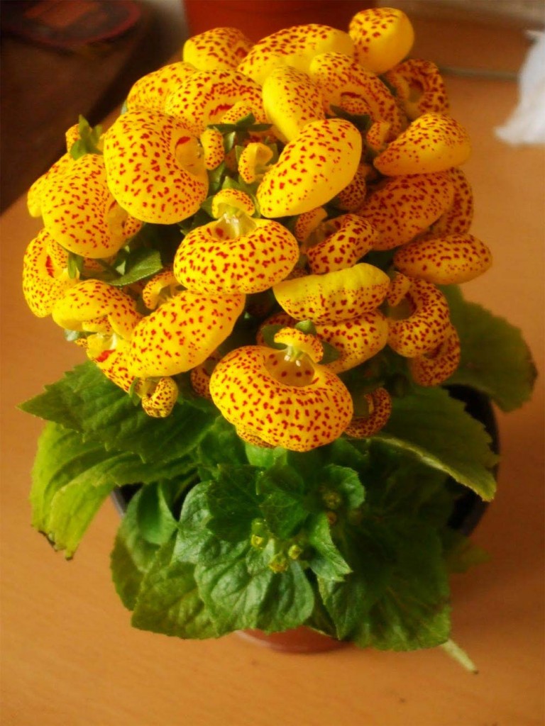 Calceolaria-x-herbeohybrida-amarela