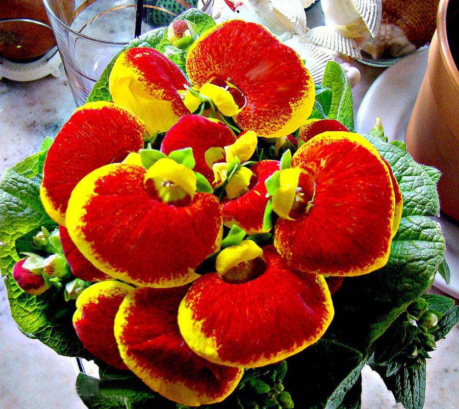 Calceolaria-x-herbeohybrida