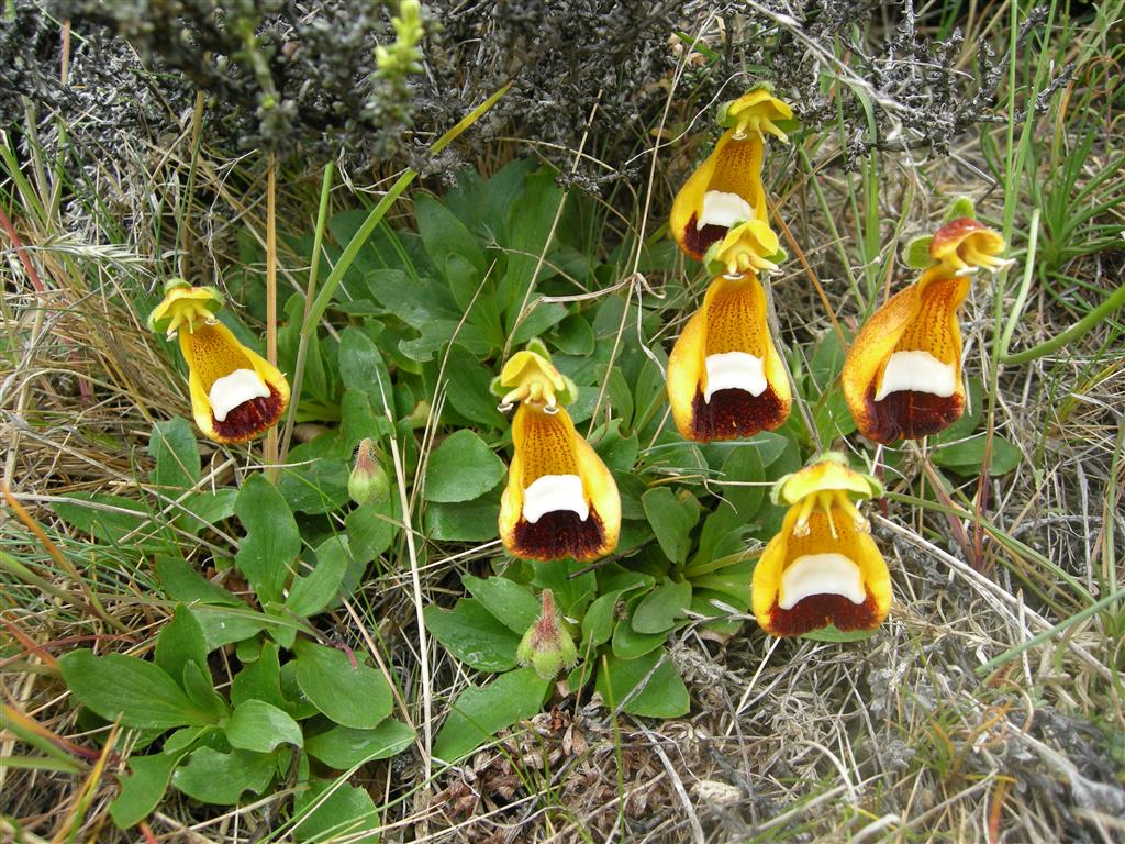 Calceolária uniflora-1 