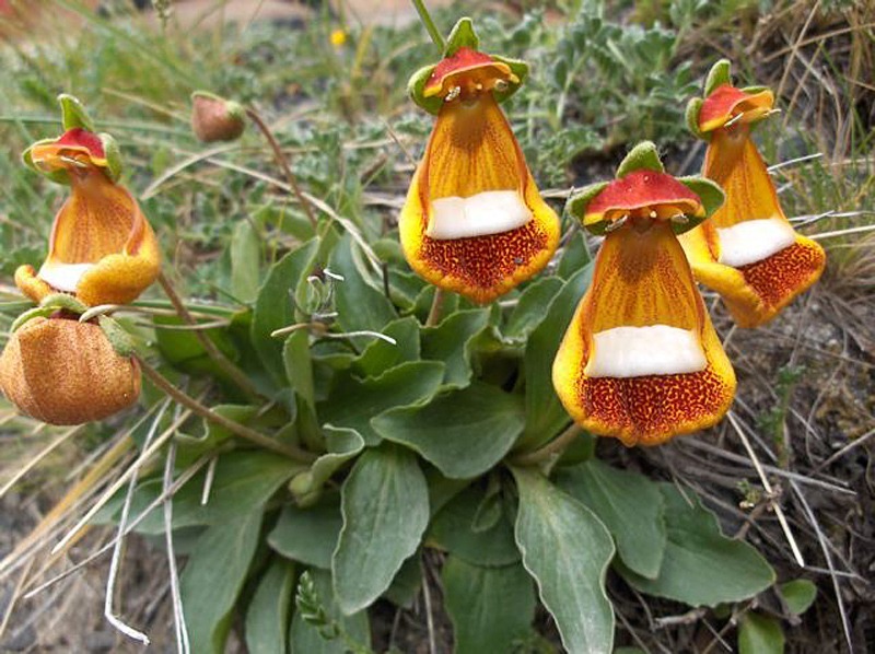 Calceolária uniflora