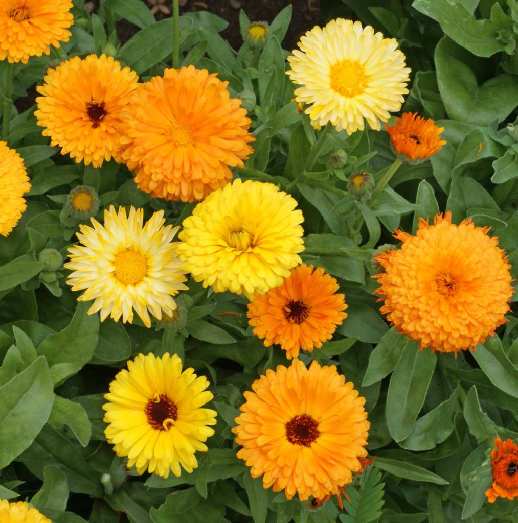 Calendula Fiesta Gitano