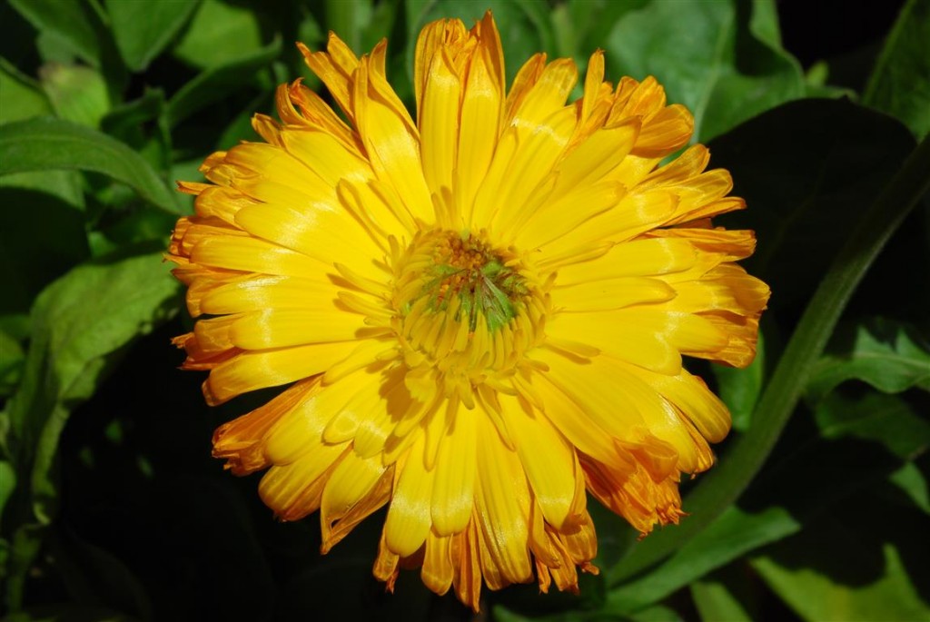 Calendula officinalis 