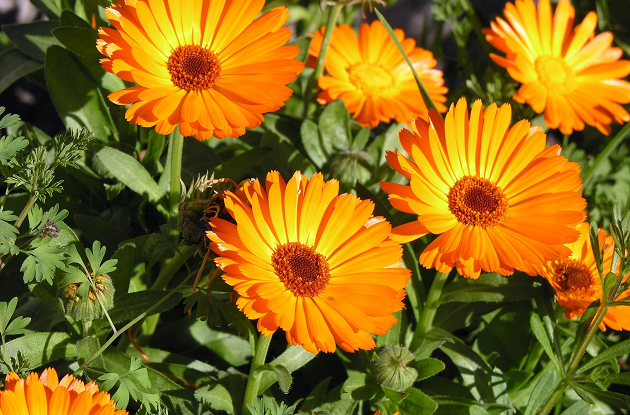 Calendula officinalis