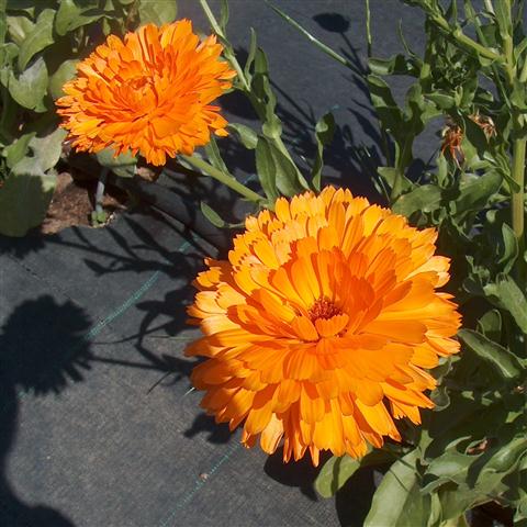 Calendula_officinalis