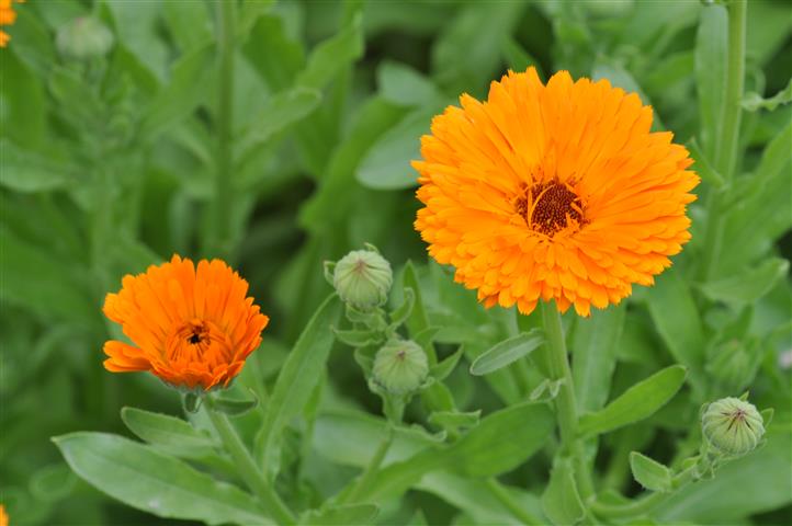 Calendula_officinalis_1a