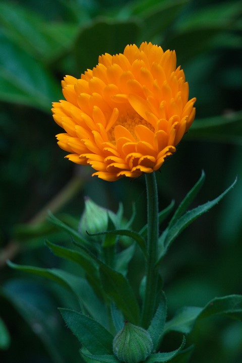 Calendula_officinalis_3