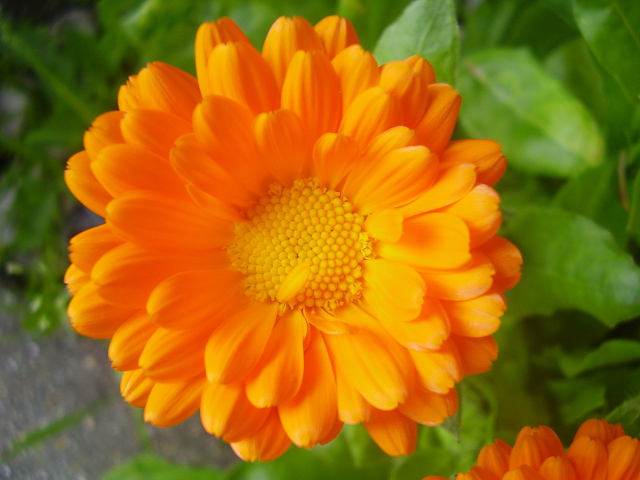 Calendulas officinalis