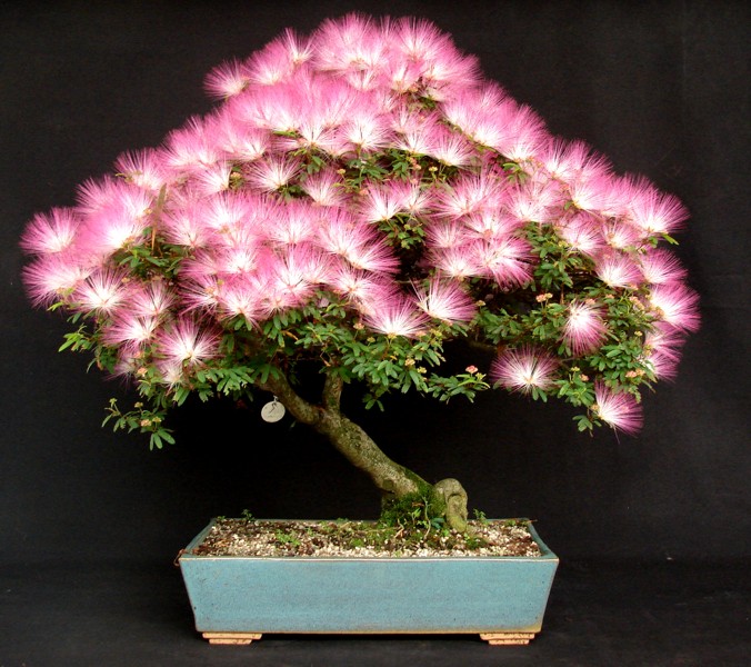 Caliandra - bonsai