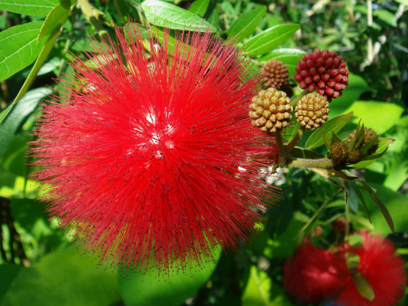 Calliandra-3