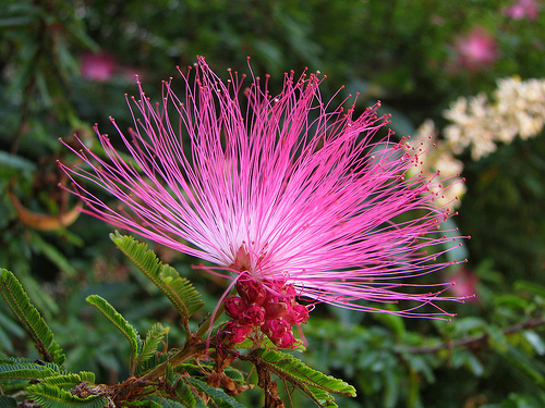 Calliandra-brevipes-Beth.