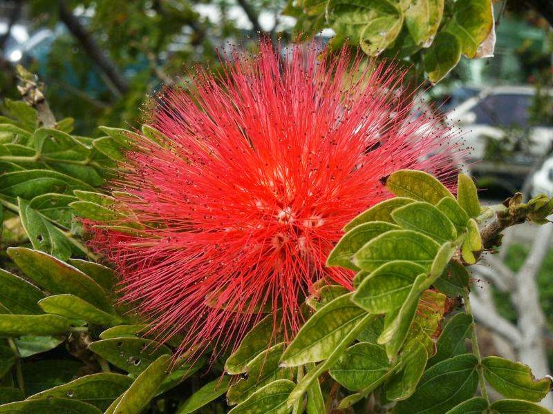 Calliandra brevipes