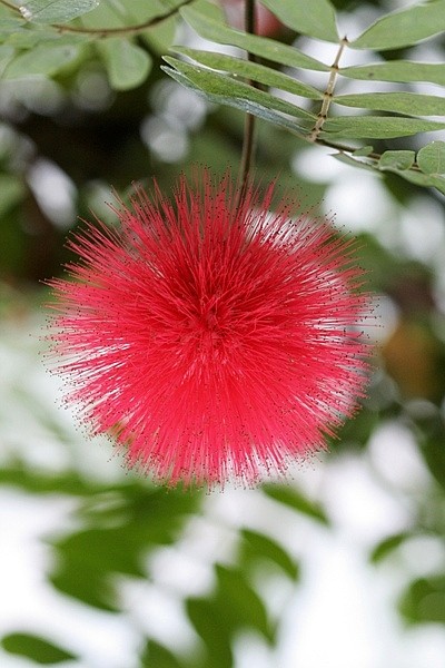 Calliandra-confusa